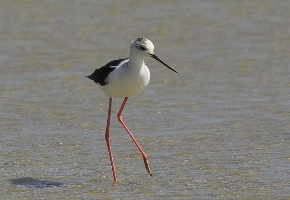 Black-winged Stilt by Derek Moore – UK Rare Breeding Birds Panel