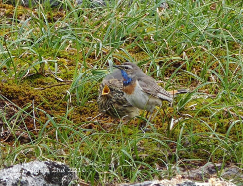 Confirming breeding attempts by rare breeding birds