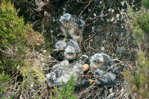 Merlin nest chicks by Ian Poxton – UK Rare Breeding Birds Panel