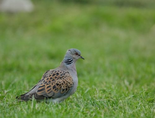 Turtle Dove survey 2021