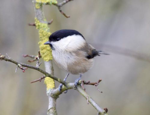 Update on the national Willow Tit survey