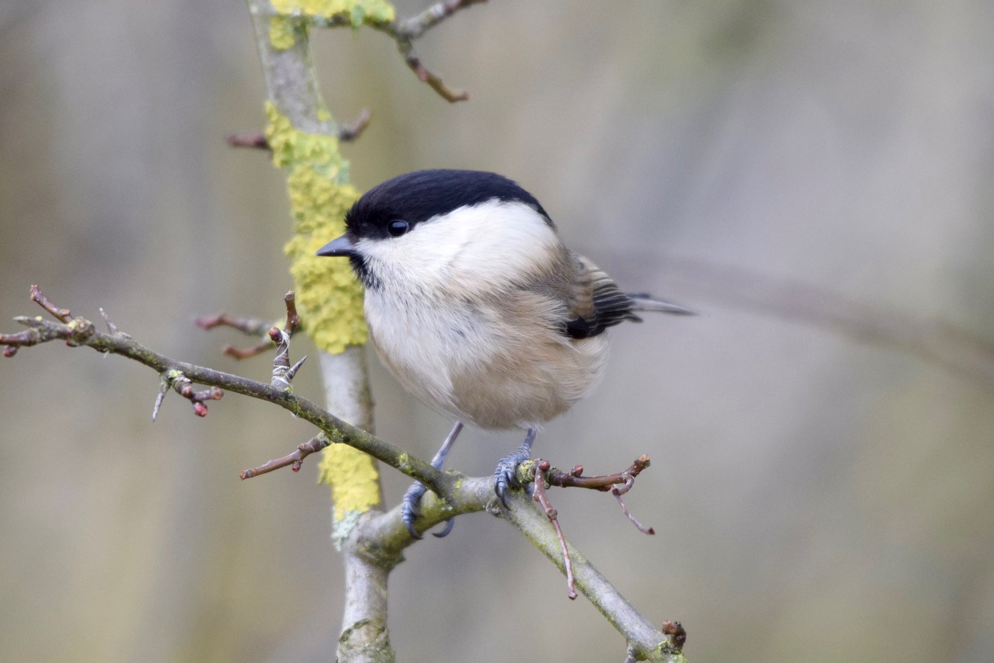 Willow Tit by Mark Eaton