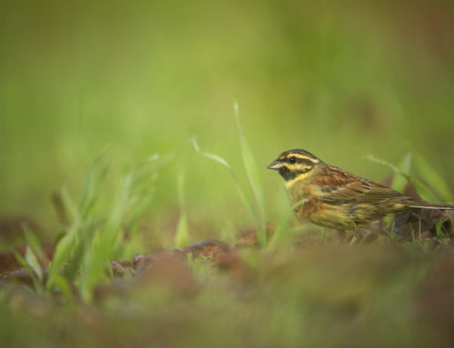 Cirl Bunting Monitoring