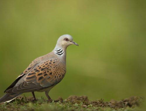 An update on the national Turtle Dove survey