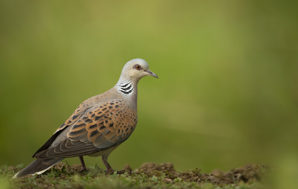 Turtle Dove, by Ben Andrews