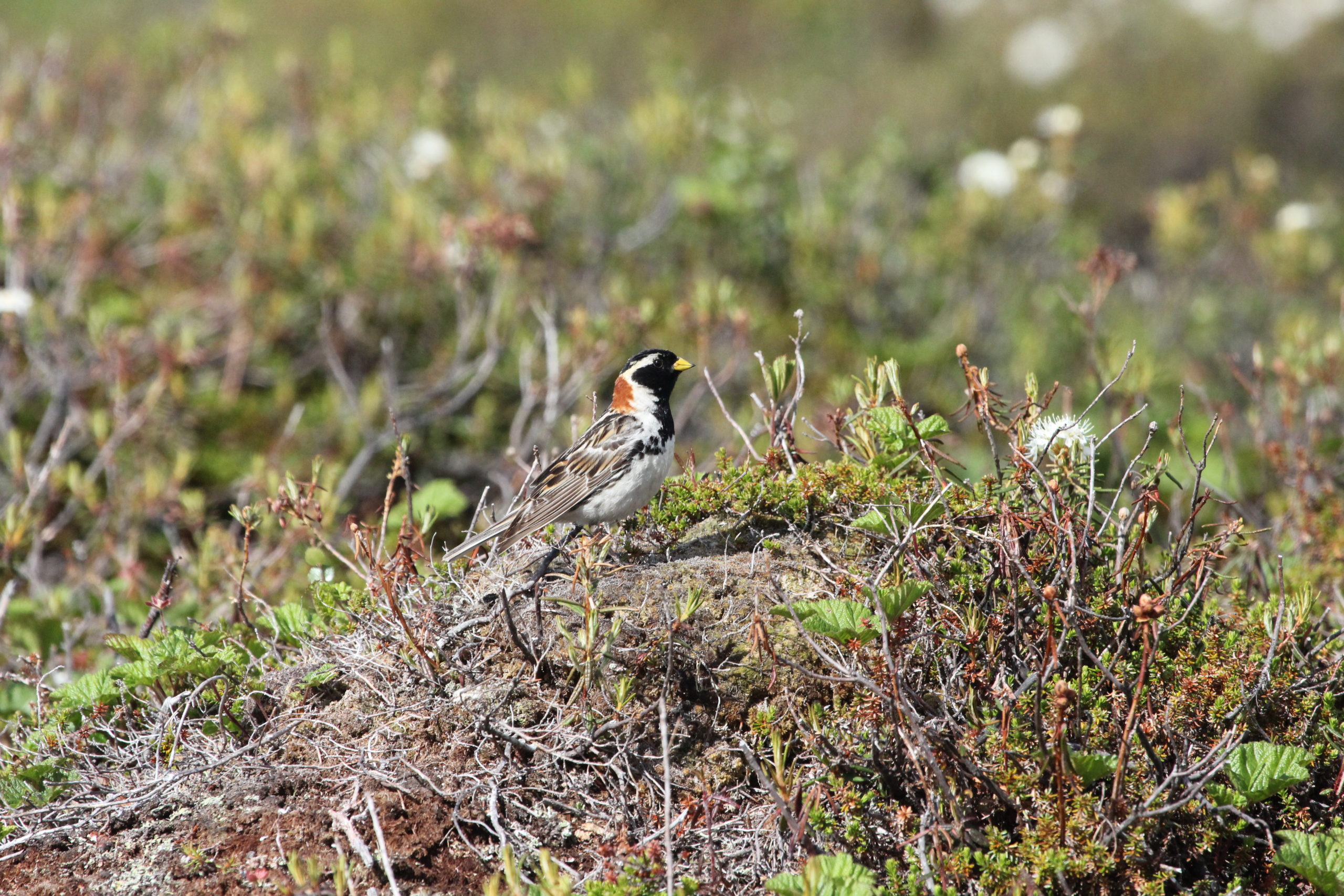 Lapland Bunting by Ian Francis