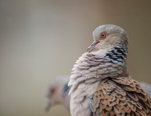 Provisional results from the first national Turtle Dove Survey