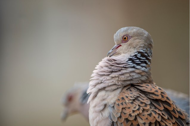 Turtle Dove