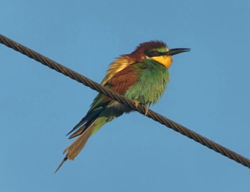 A review of Breeding Bee-eaters in Britain