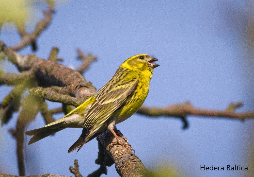 Singing male European Serin