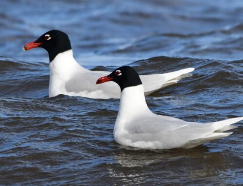 Reviewing the RBBP species list
