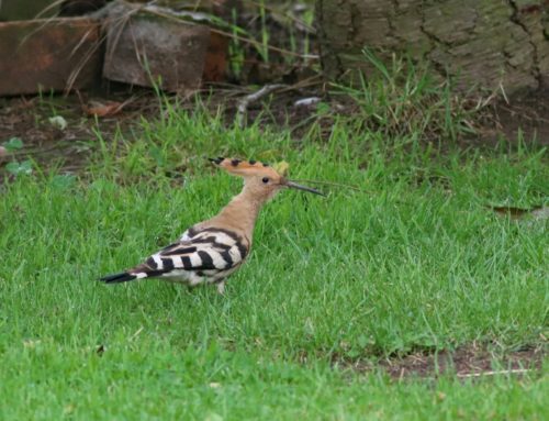 Hoopoes breeding in Leicestershire
