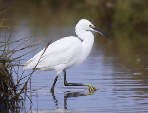 Little Egret Population Estimates
