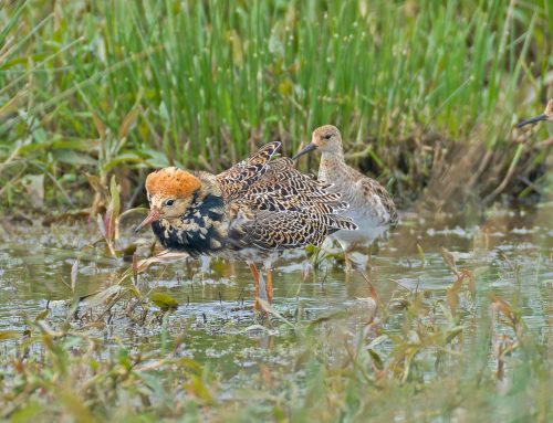 Recording breeding evidence codes
