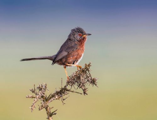 The national Dartford Warbler, Woodlark and Nightjar surveys